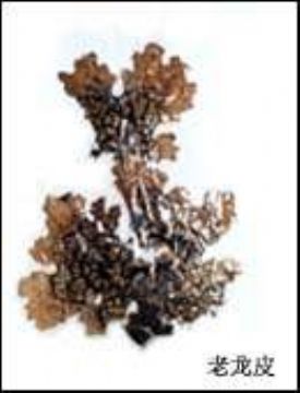 Lung Lichen Extract